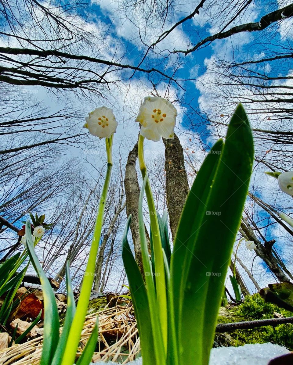 “Nature is pleased with simplicity. And nature is no dummy.” Isaac Newton 