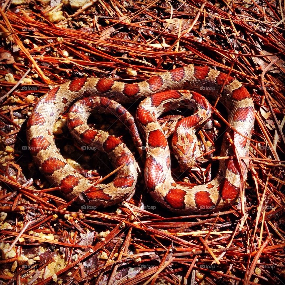 Corn Snake