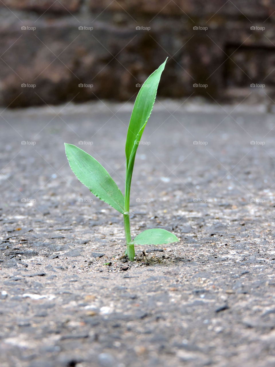 Life will find its way