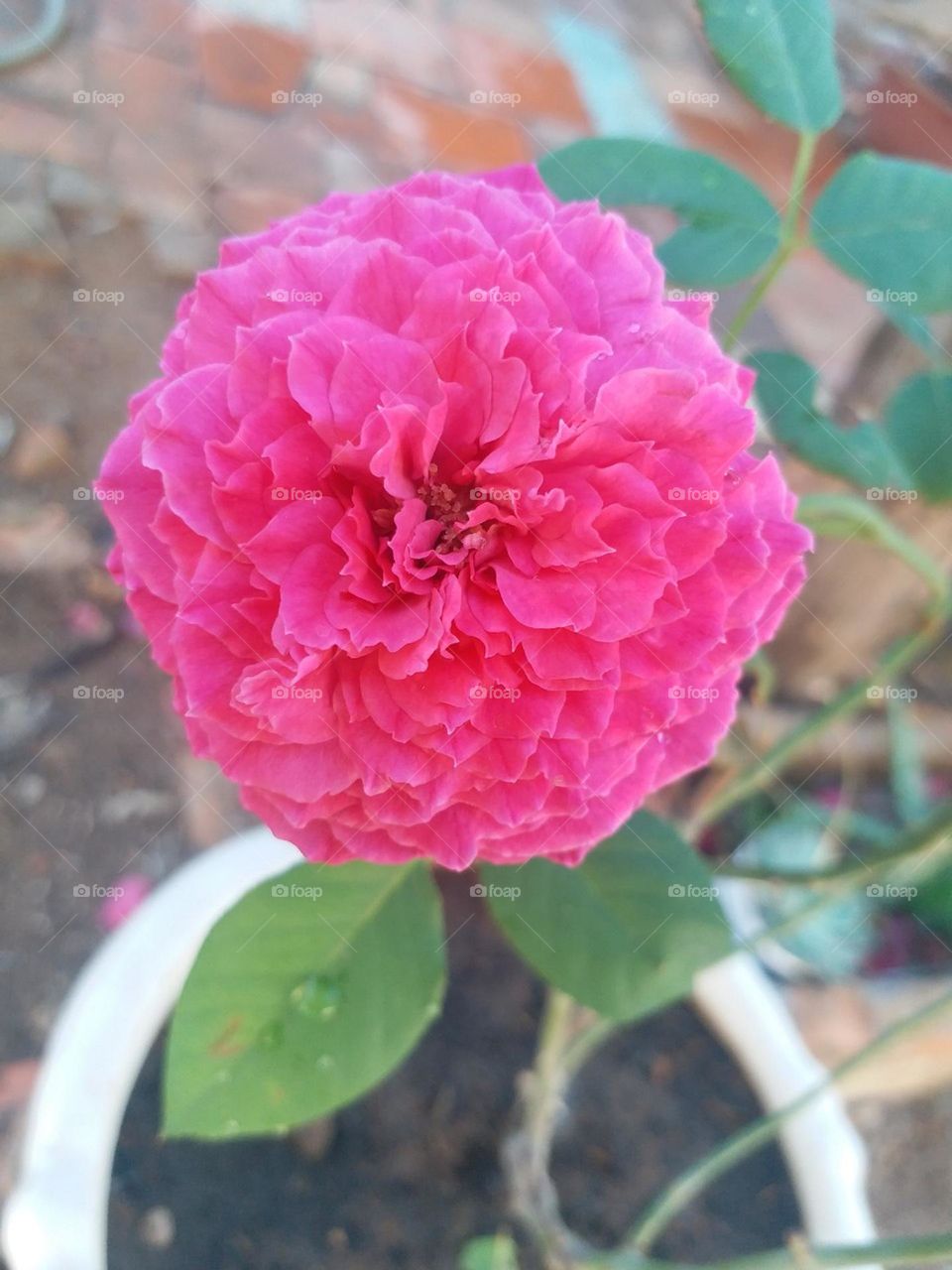 lung linh khoe sắc.