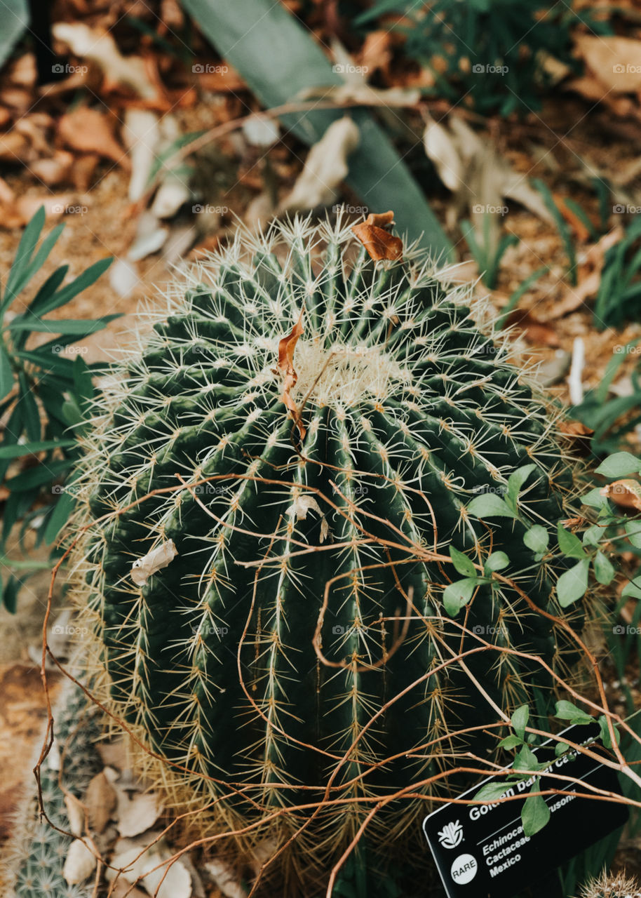 St. Louis Botanical Cactus