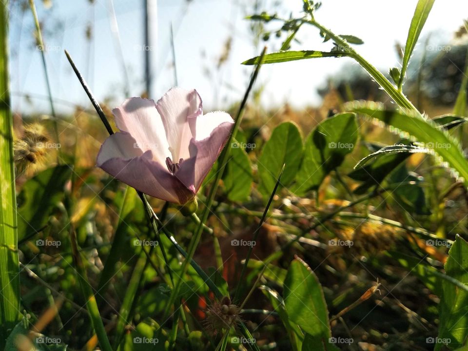 Convolvulus althaeoides and fresh green grass. Convolvulus cantabrica, common name Cantabrican morning glory or dwarf morning glory