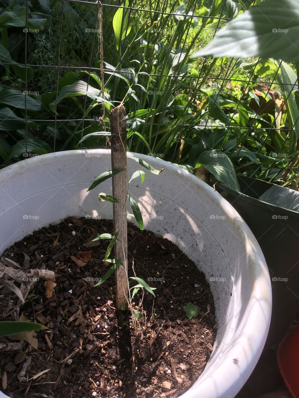 My Goji Berry tree is doing well, I’ll plant it in the ground next spring it should be big enough.