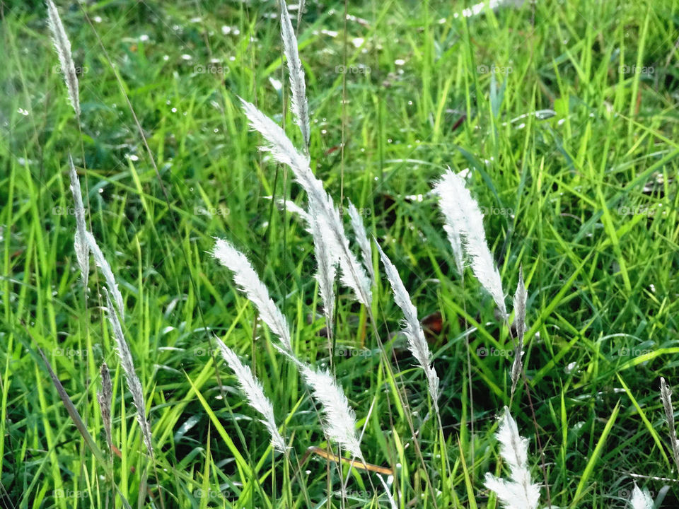 green flower white grass by sonchai