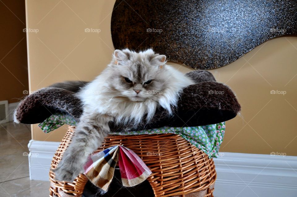 Real Cats and Dogs in Real Life