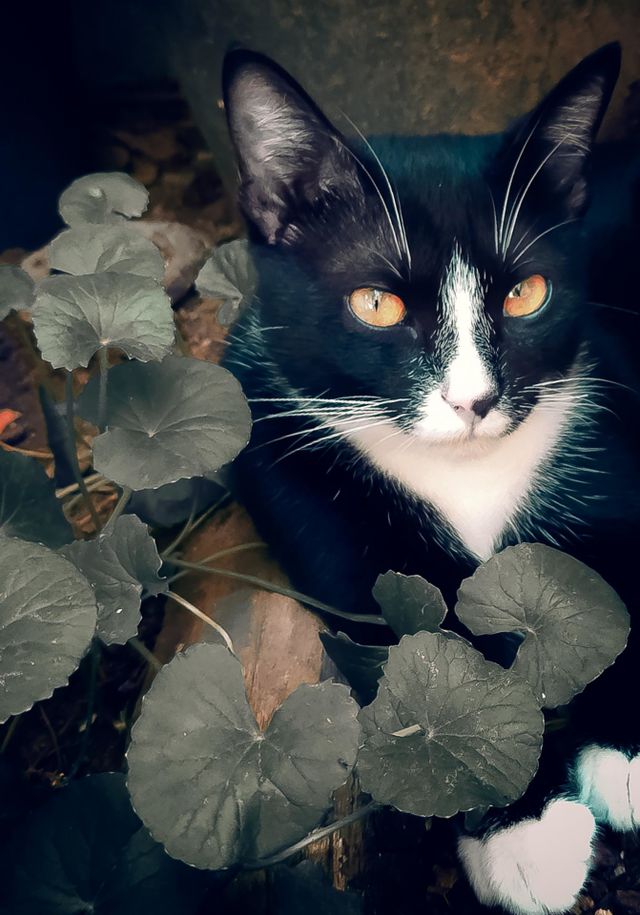 red eye cat