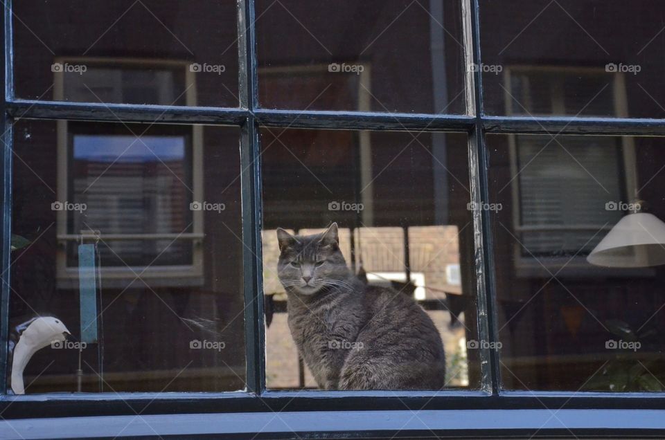 Cat at the window 