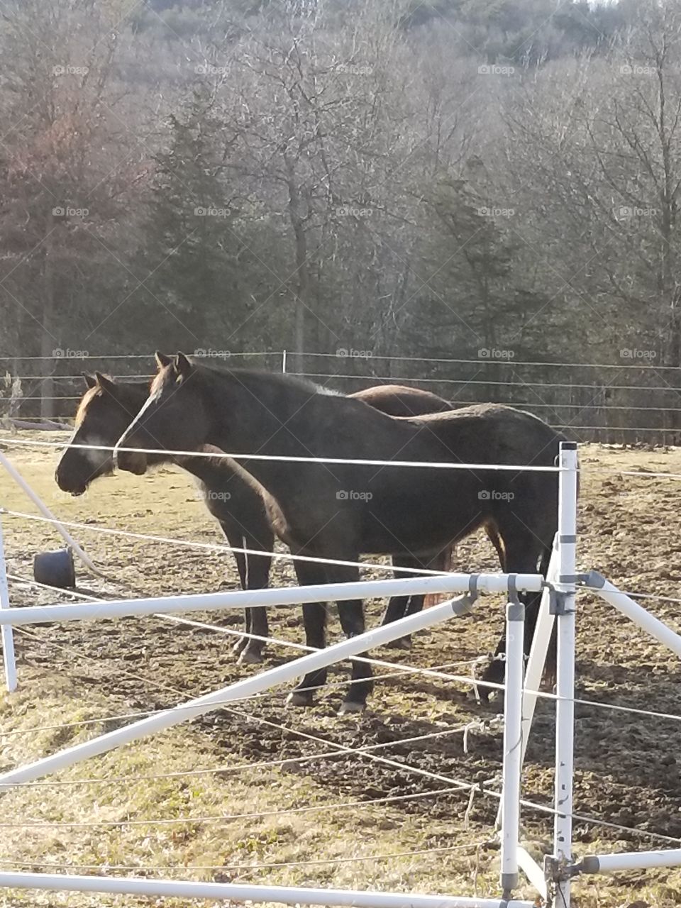 Two horses on a farm in rural Connecticut.