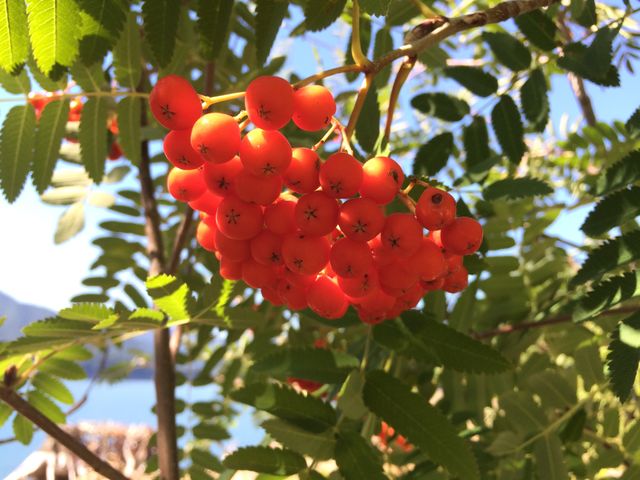 Rowan berries 