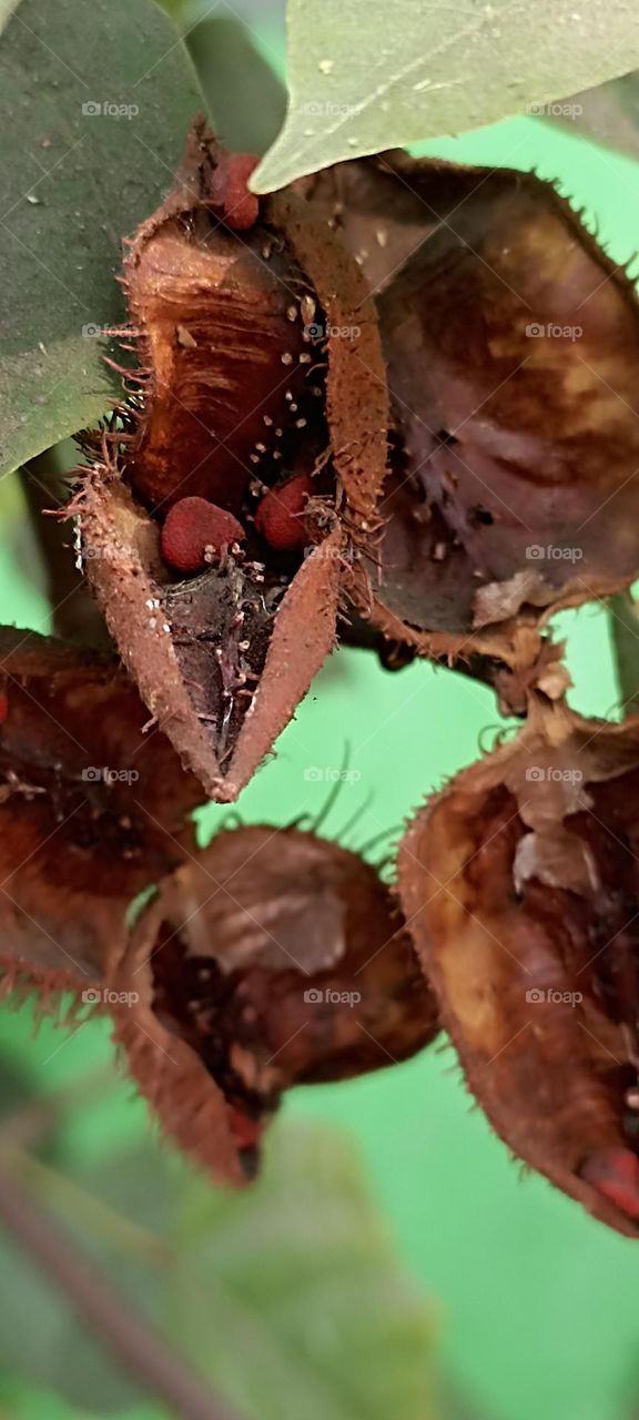 fruits that are used for colors, cosmatics, herbs, healthy etc.