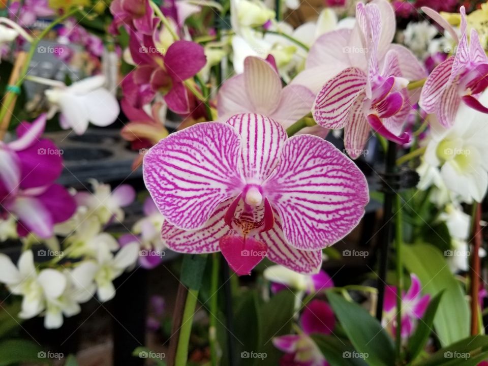 striped purple white orchid