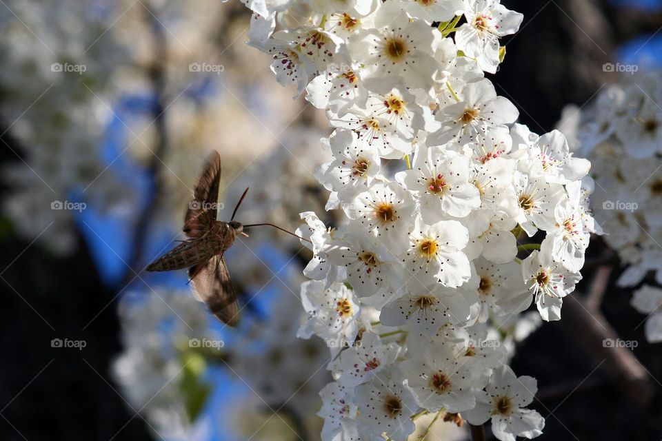 Hummingbird Moth. A very Unique little creature that up close it is clearly a Moth, but that is if it isn't fluttering around too fast to see as a hummingbird.