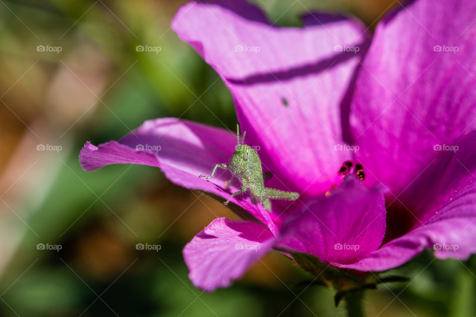 locust on pink flower