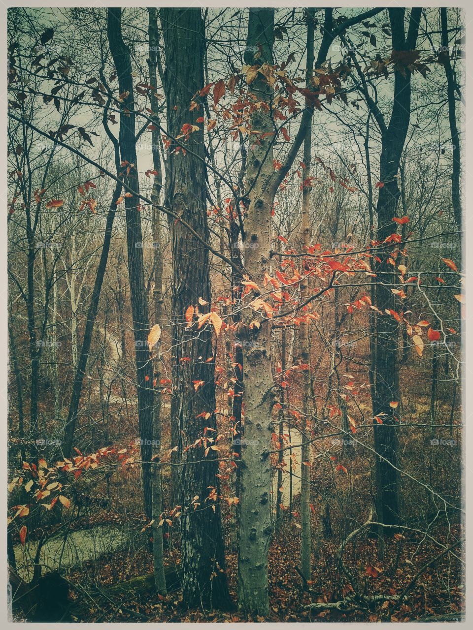 Rusty leaves and nature's beauty of a late fall scene