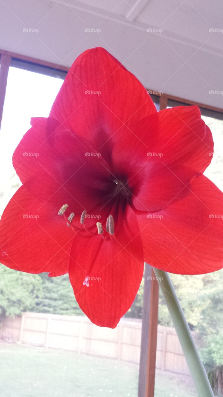amaryllis