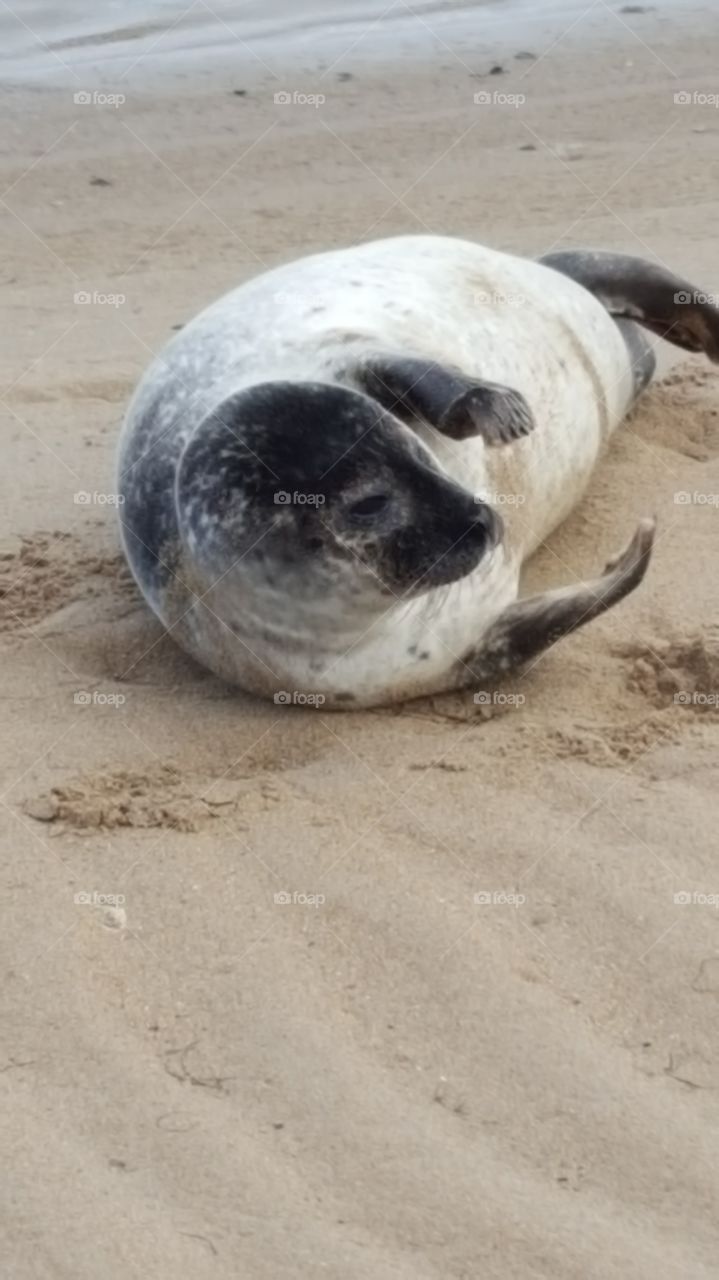 seal