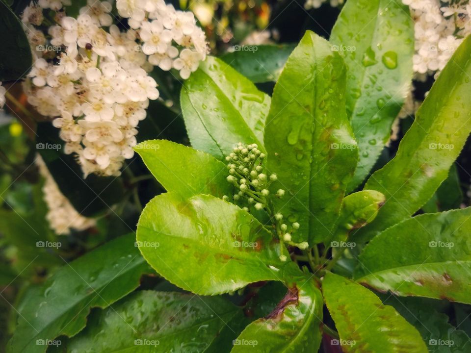 Buds, Blooms & New Green Leaves on a Red Tip Photinia Bush After a Spring Rain