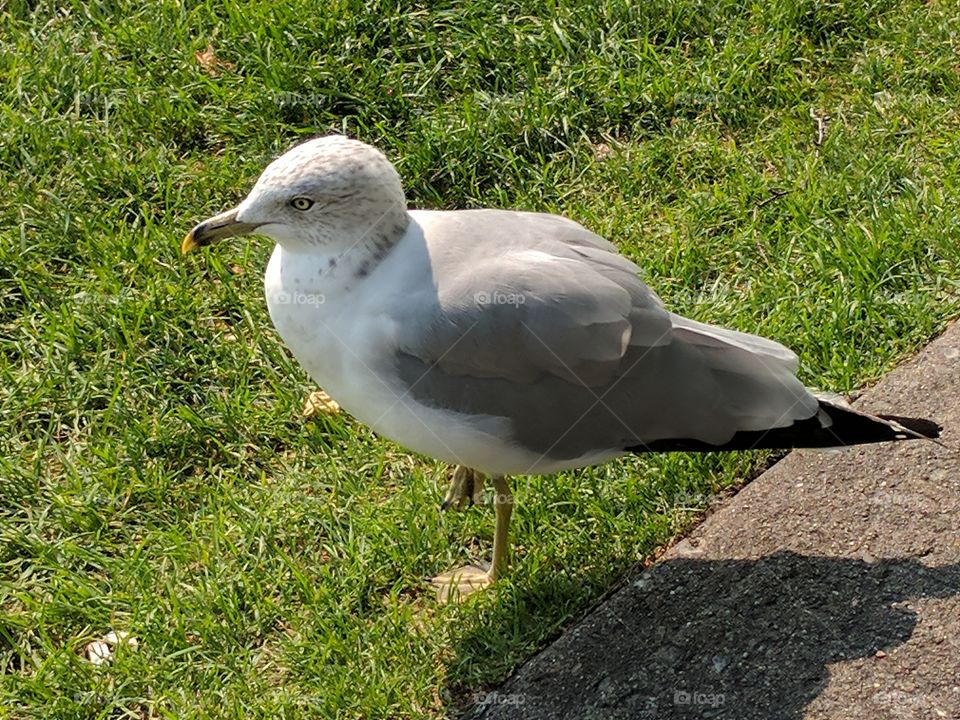 seagull