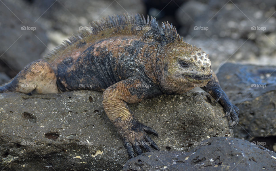Galapagos iguanas look like dinosaurs.