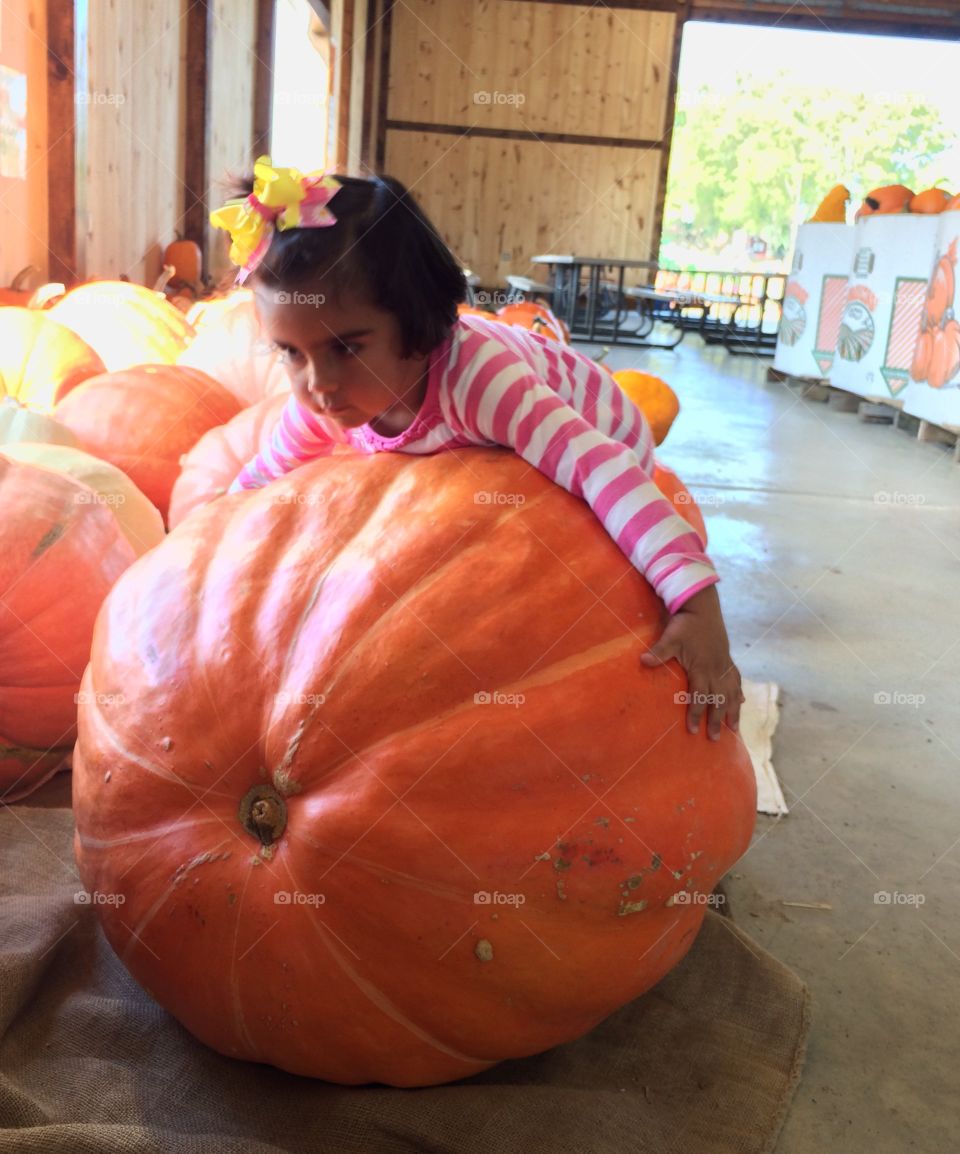 Giant pumpkin . I asked her to pick a pumpkin, and at the end she came home with a tiny $1 pumpkin.