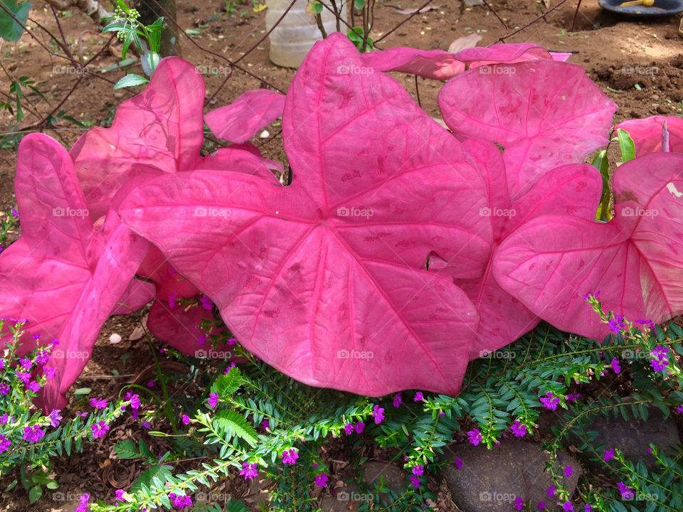 Taro with Pink leaves