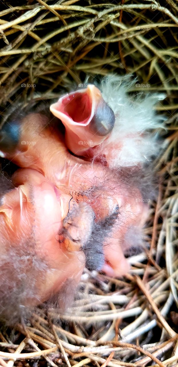 Newly hatched cardinals in a nest