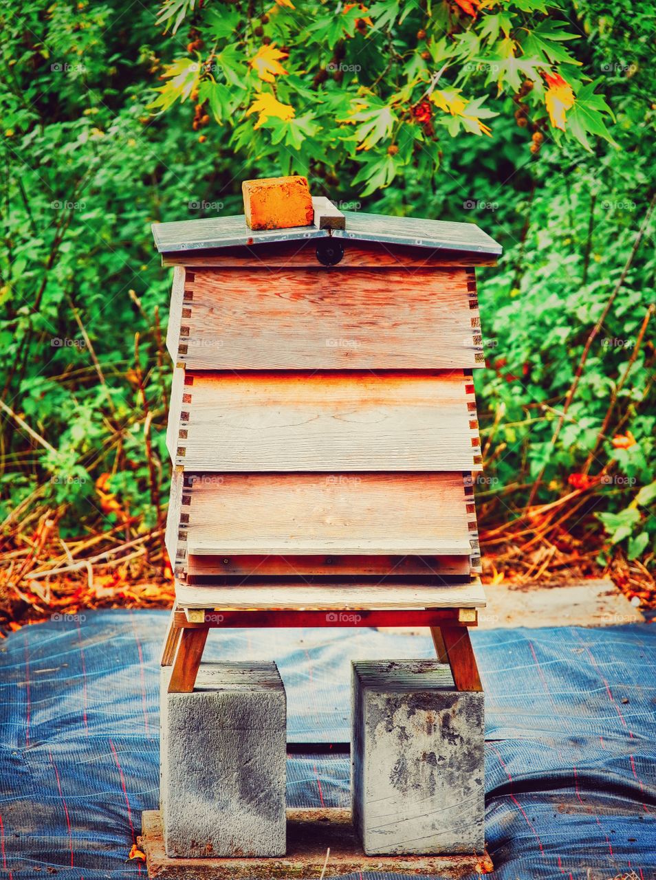 Beehive. Garden