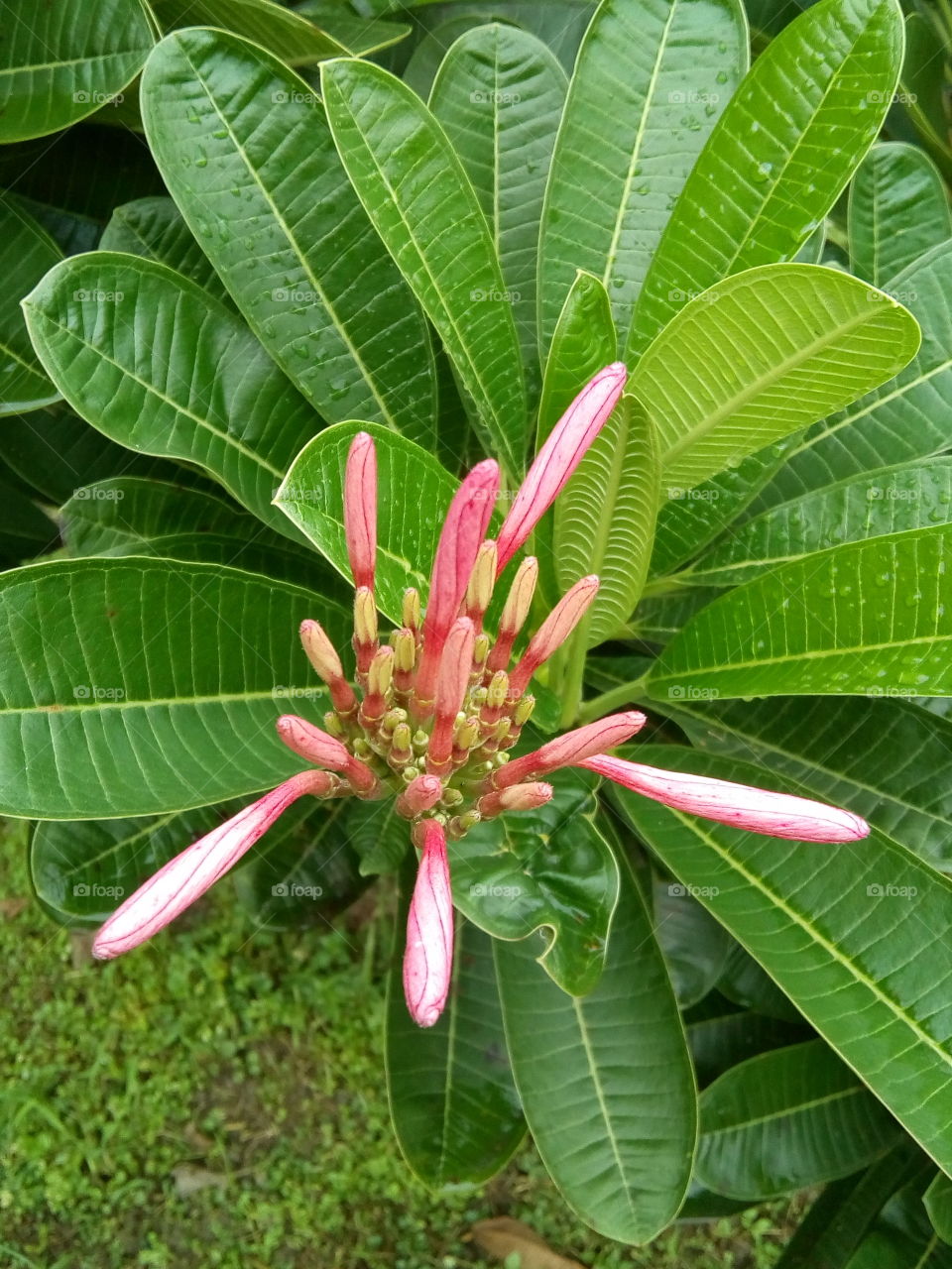 I Capturd The Flower Buds After Rain.