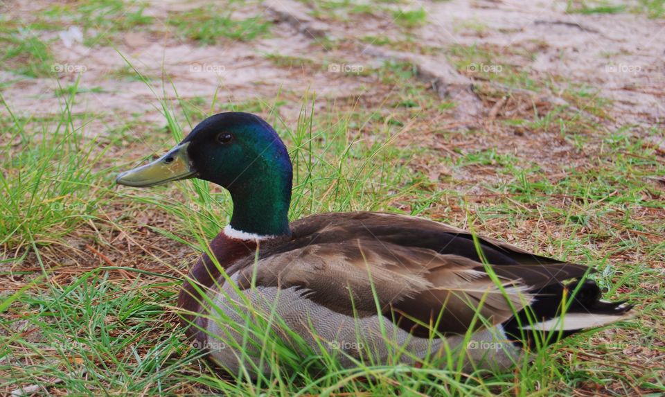 Male Mallard Duck. Male Mallard Duck