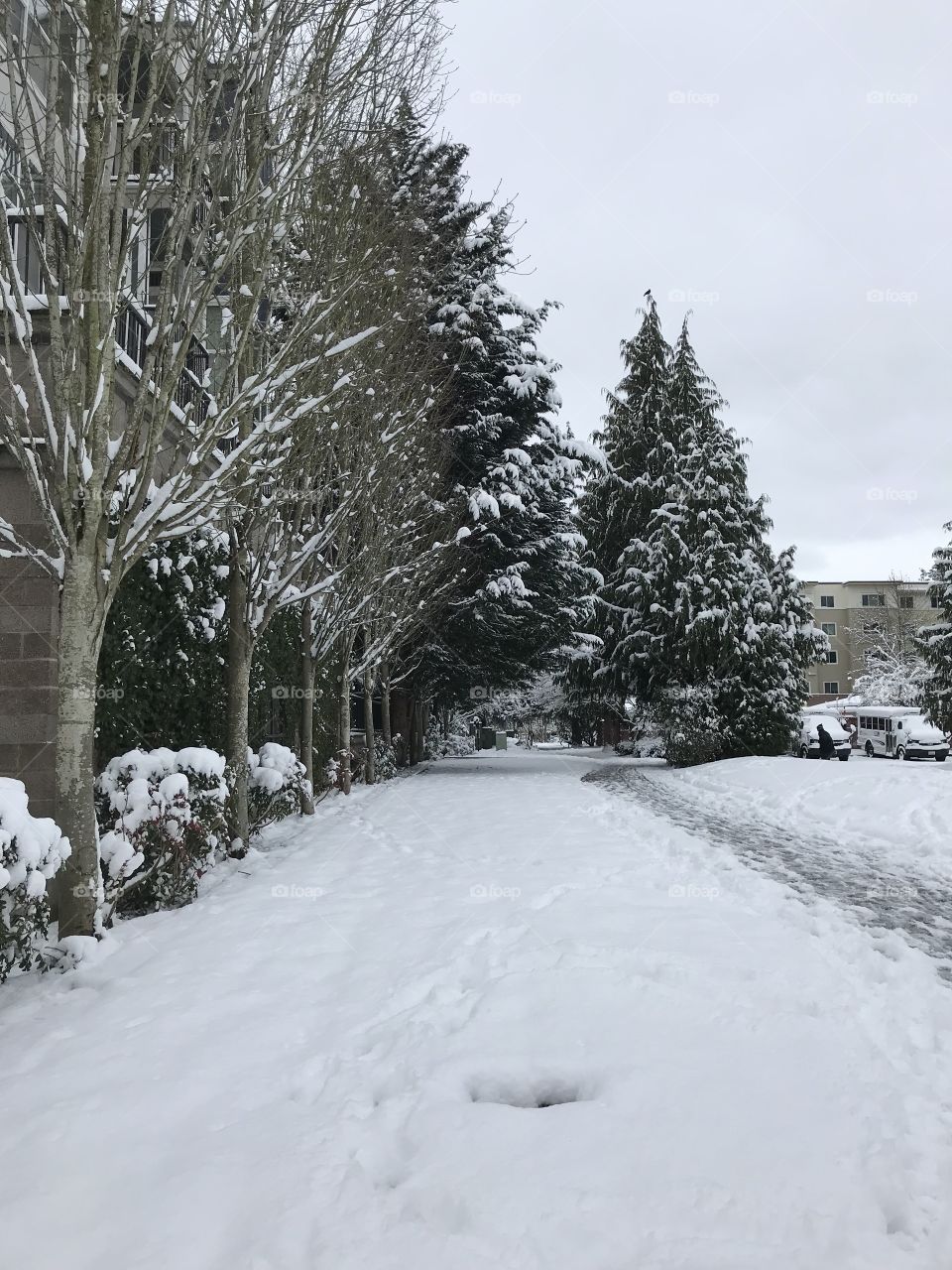 Snowy path with trees