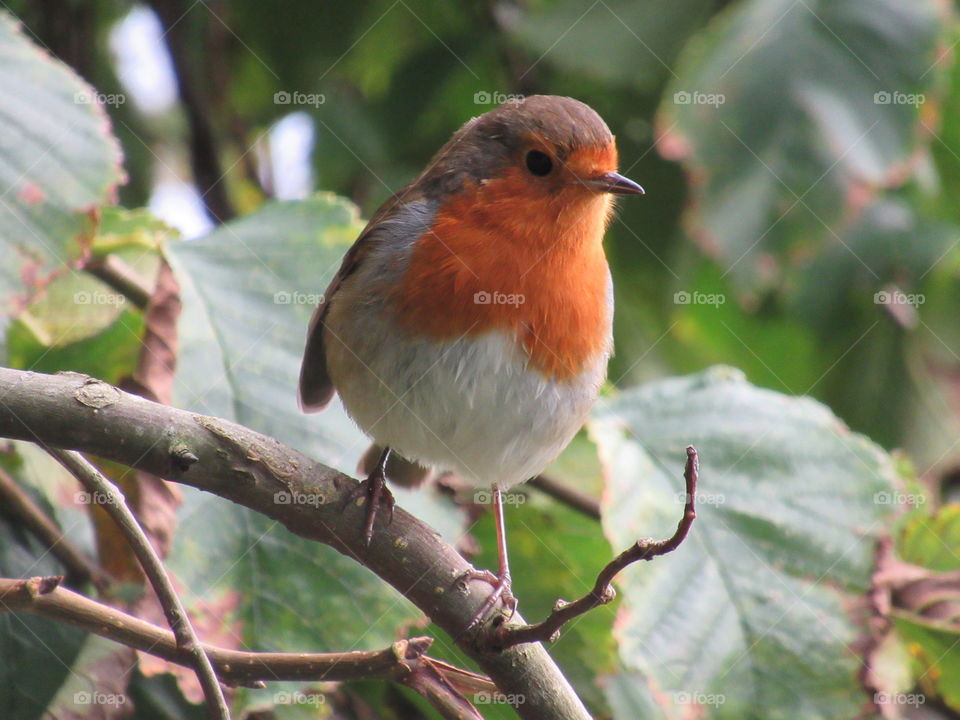 A beautiful robin amongst the trees