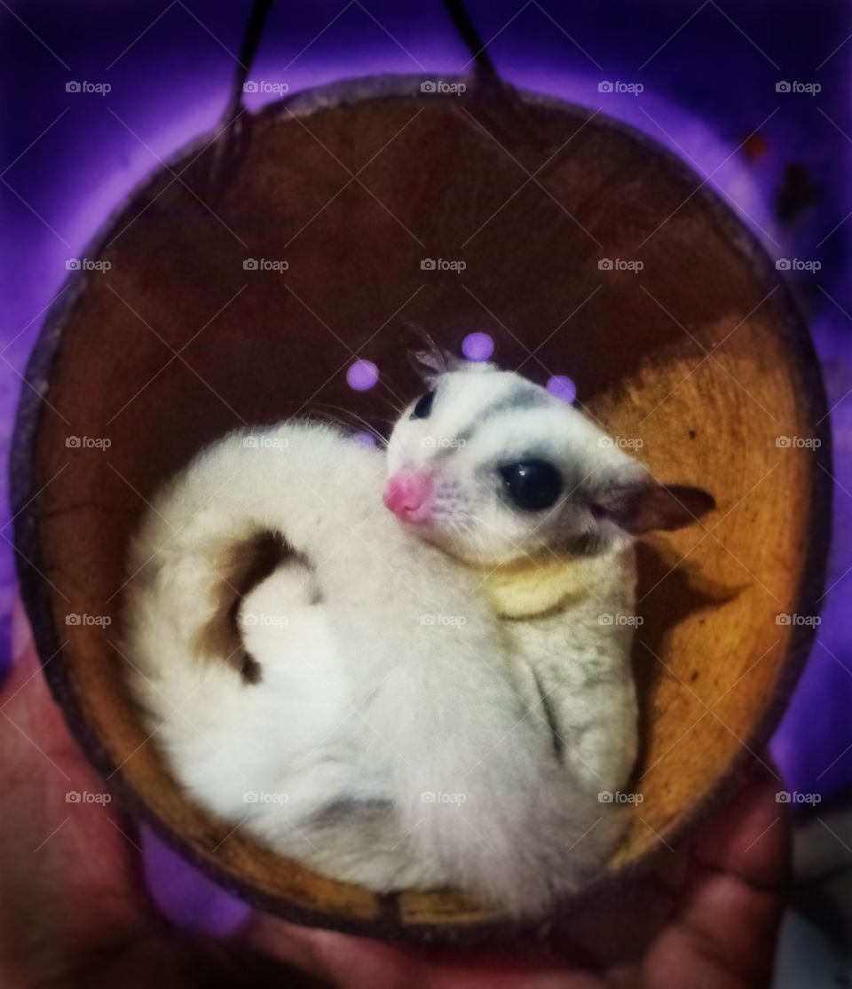 ready to sleep, cute sugar glider