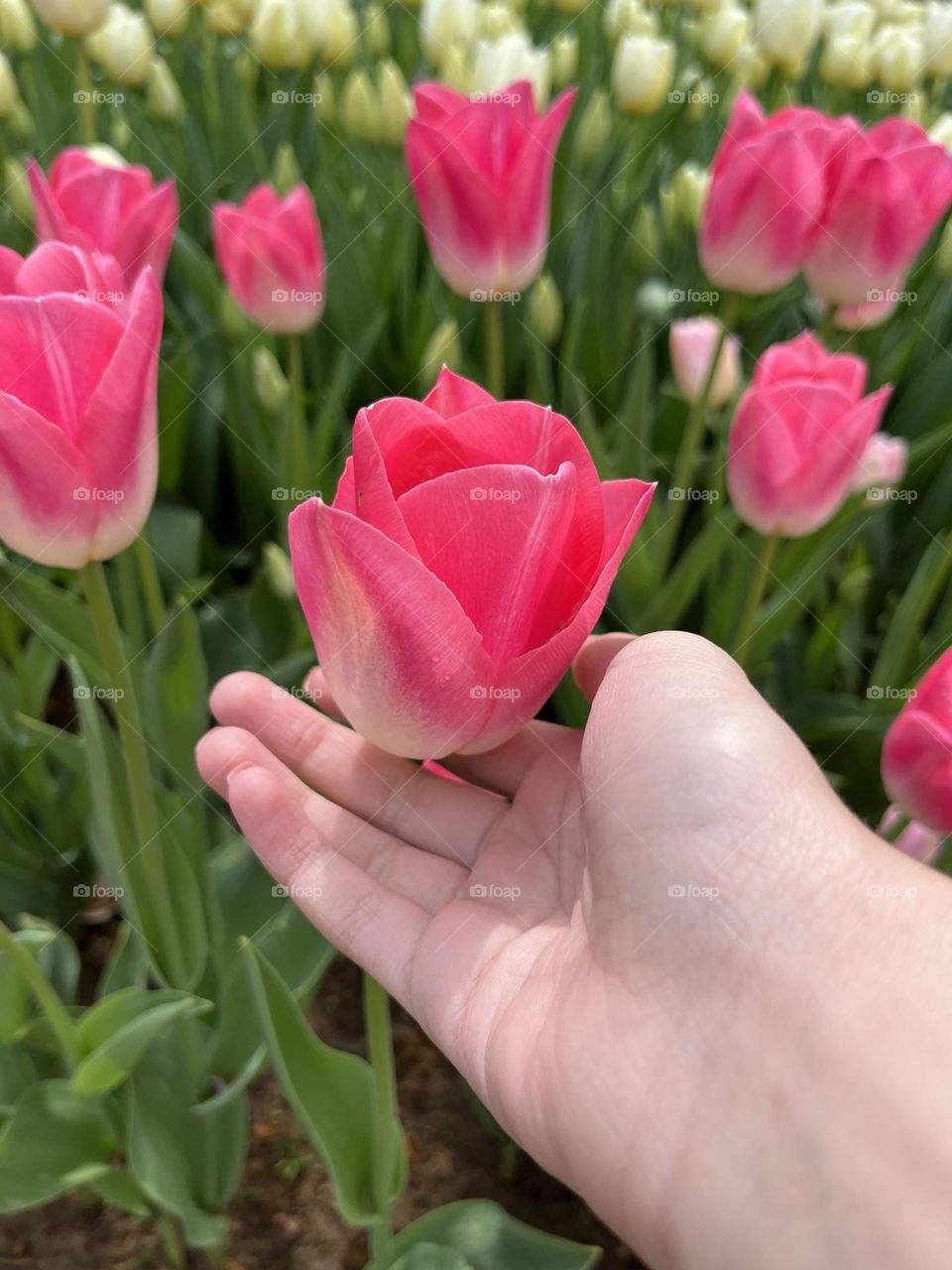 pink tulip