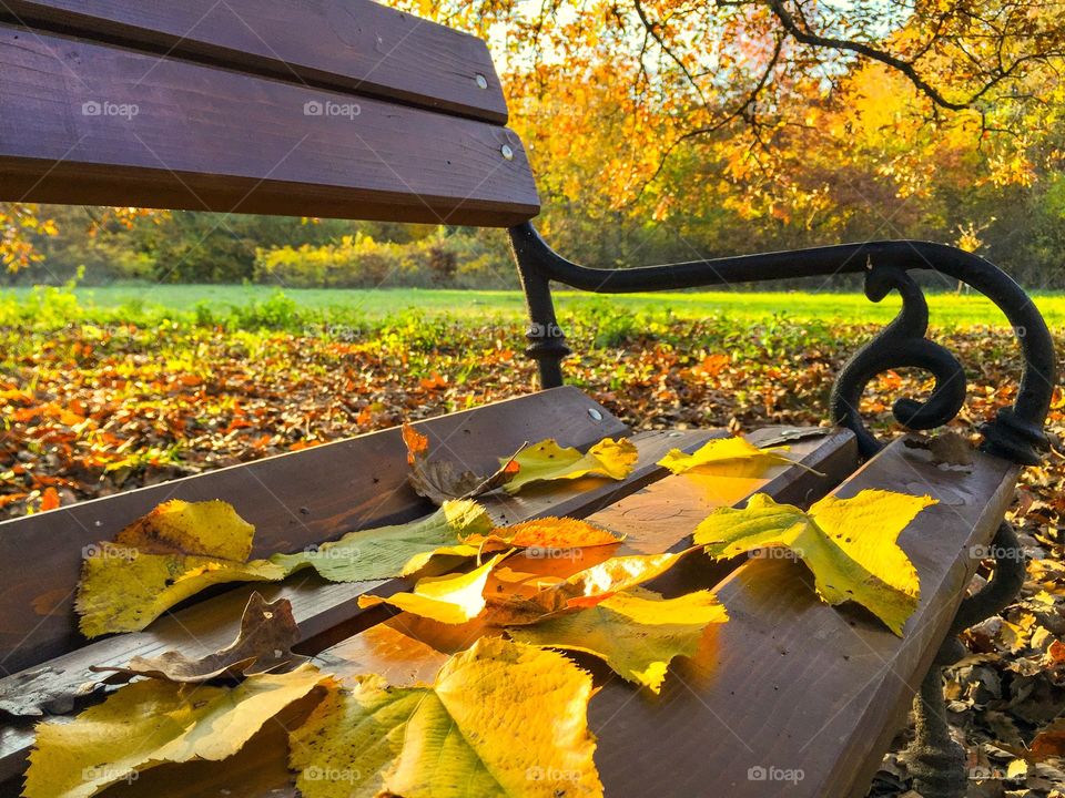 Yellow leaves