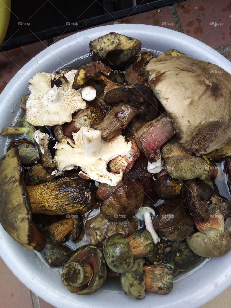 Mushrooms of the Black Forest