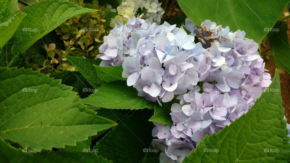 Flores de cor lilás.