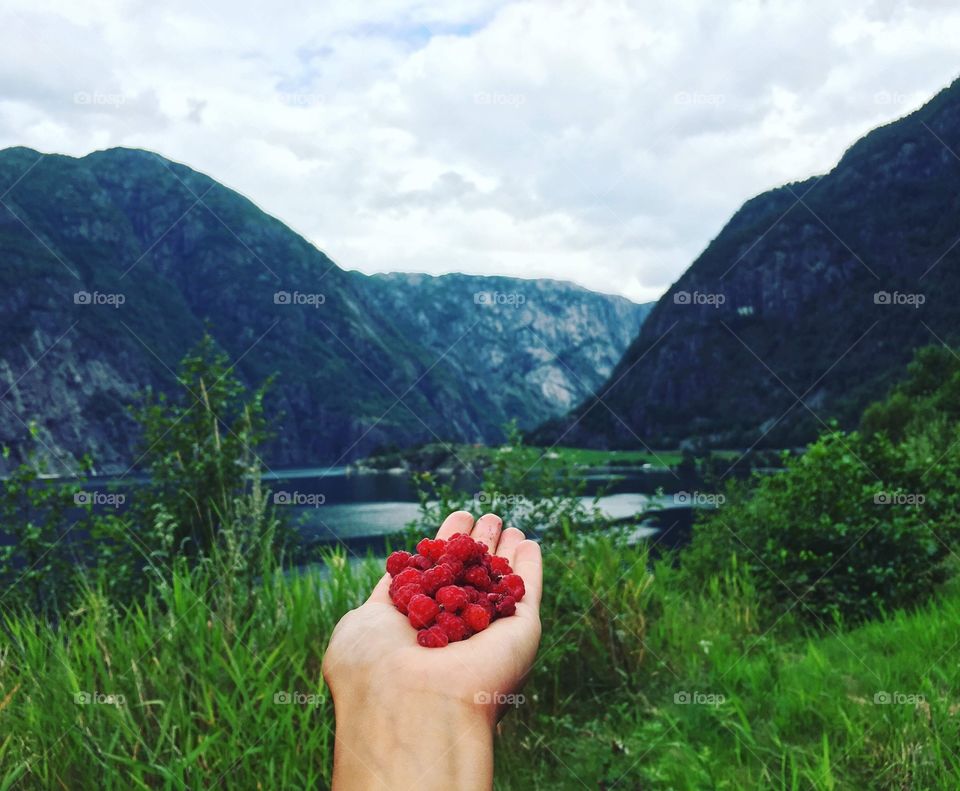 Collecting wild berries in Norway