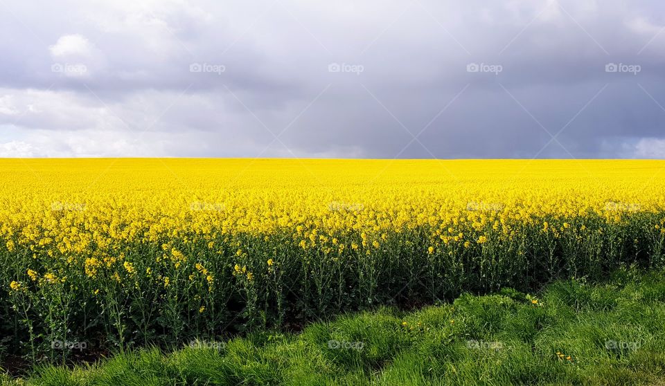 a field of yellow rape