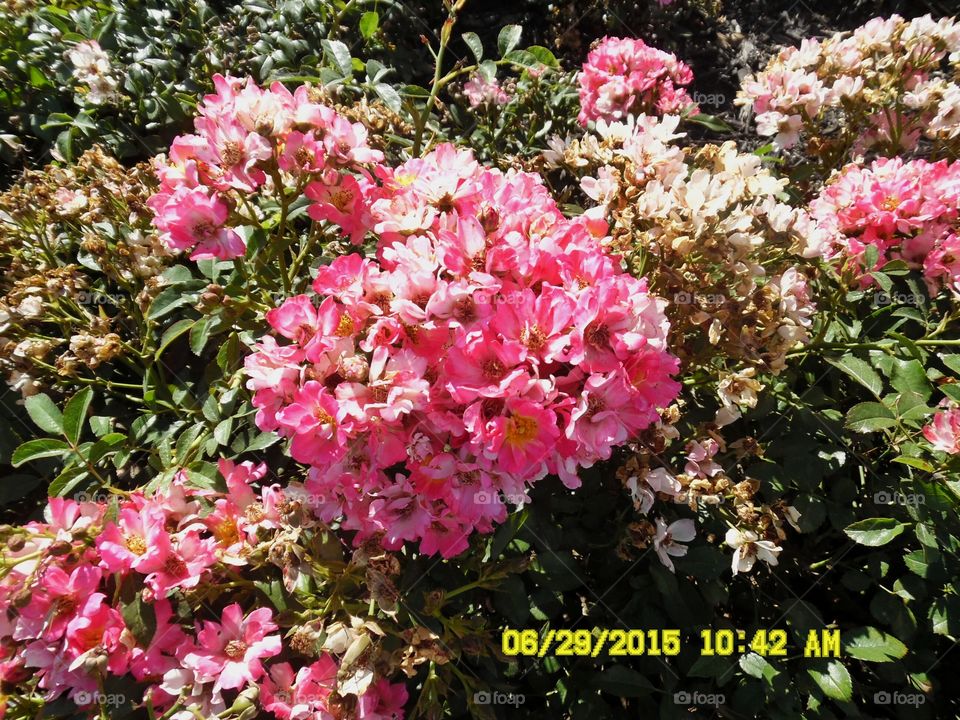 pink flowers 💐. This is a picture of some pink flowers 💐 that I saw this morning while I was out exploring in Graham Texas