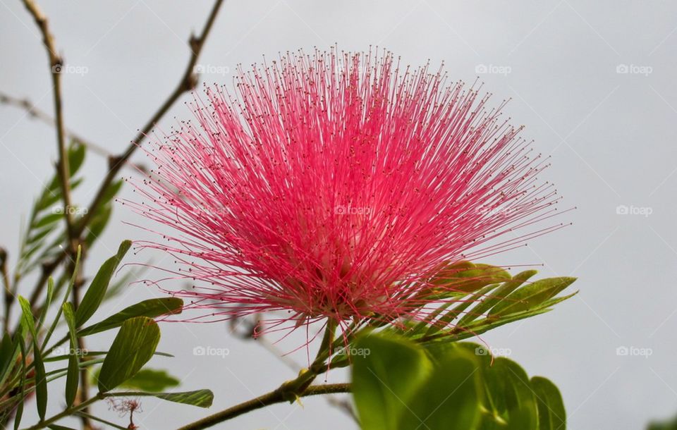 Bottle brush flower