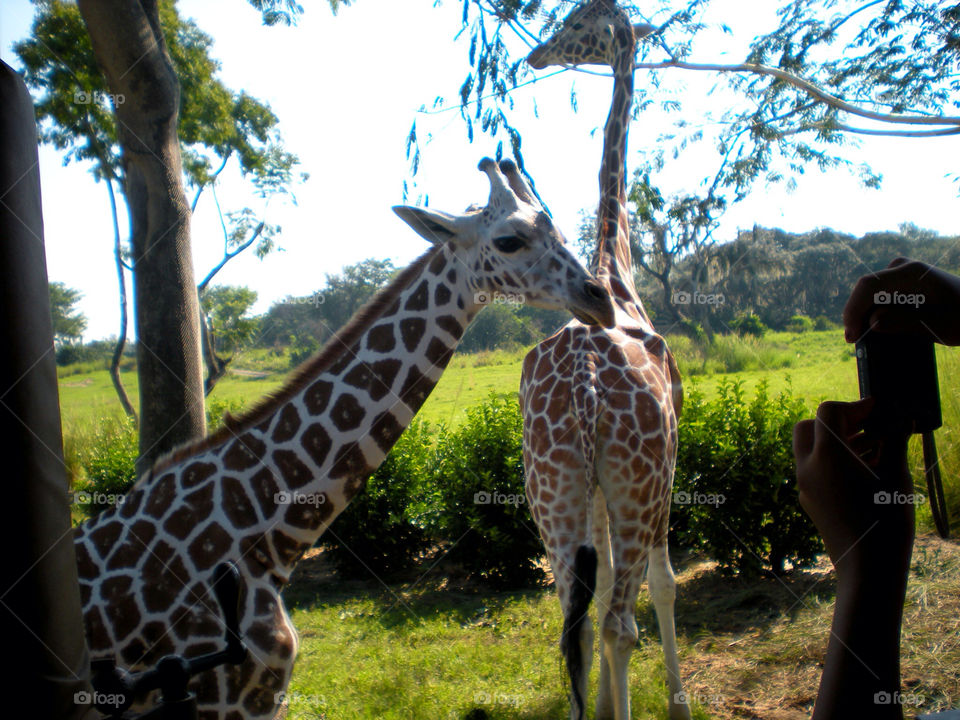 green nature safari giraffes by bethos