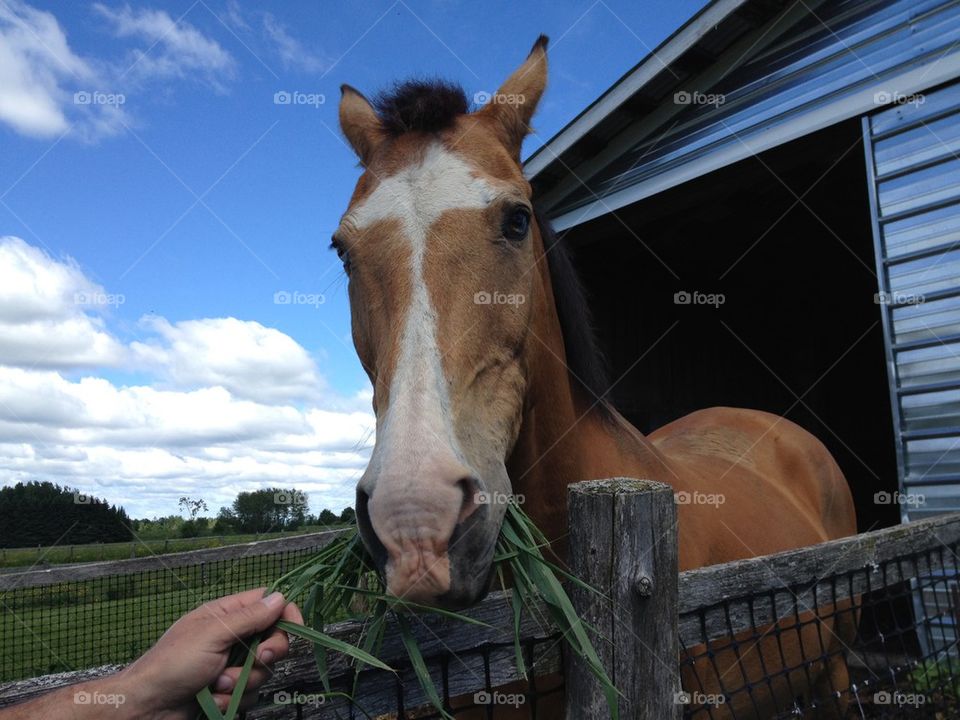 HORSE HAND FED GRASS