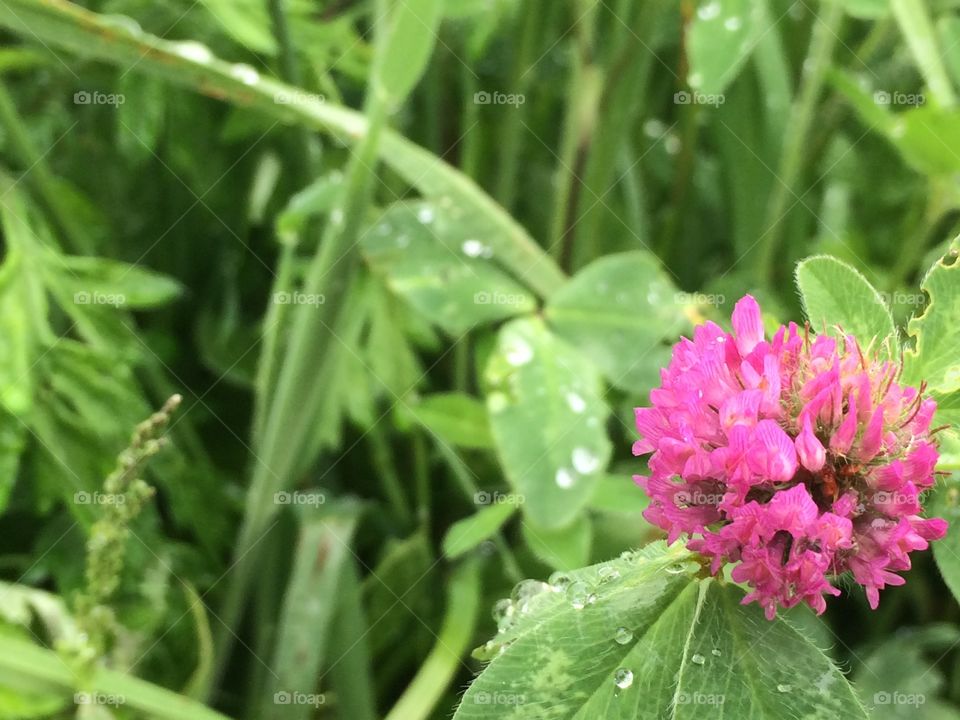 Thistle Clover 