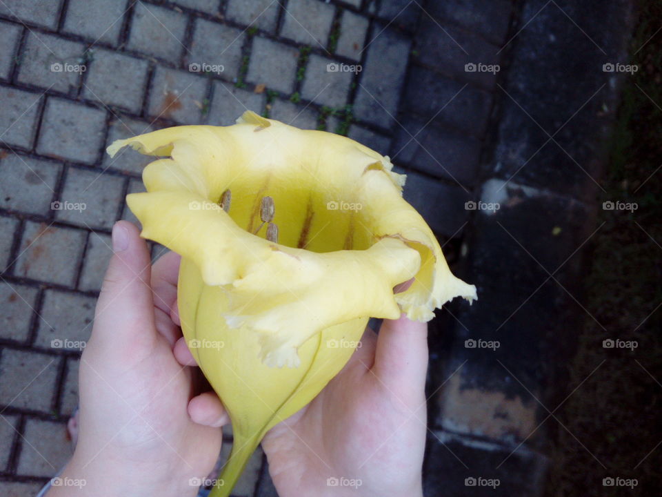 Child Holding a Flower