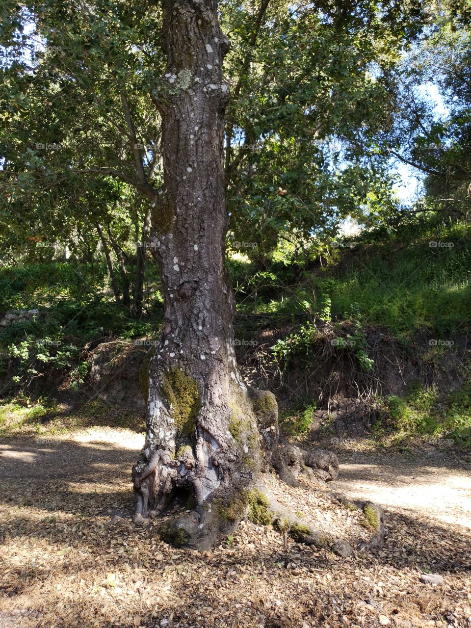 grumpy tree