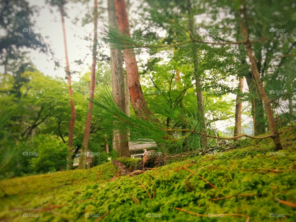 Japanese garden in Kyoto