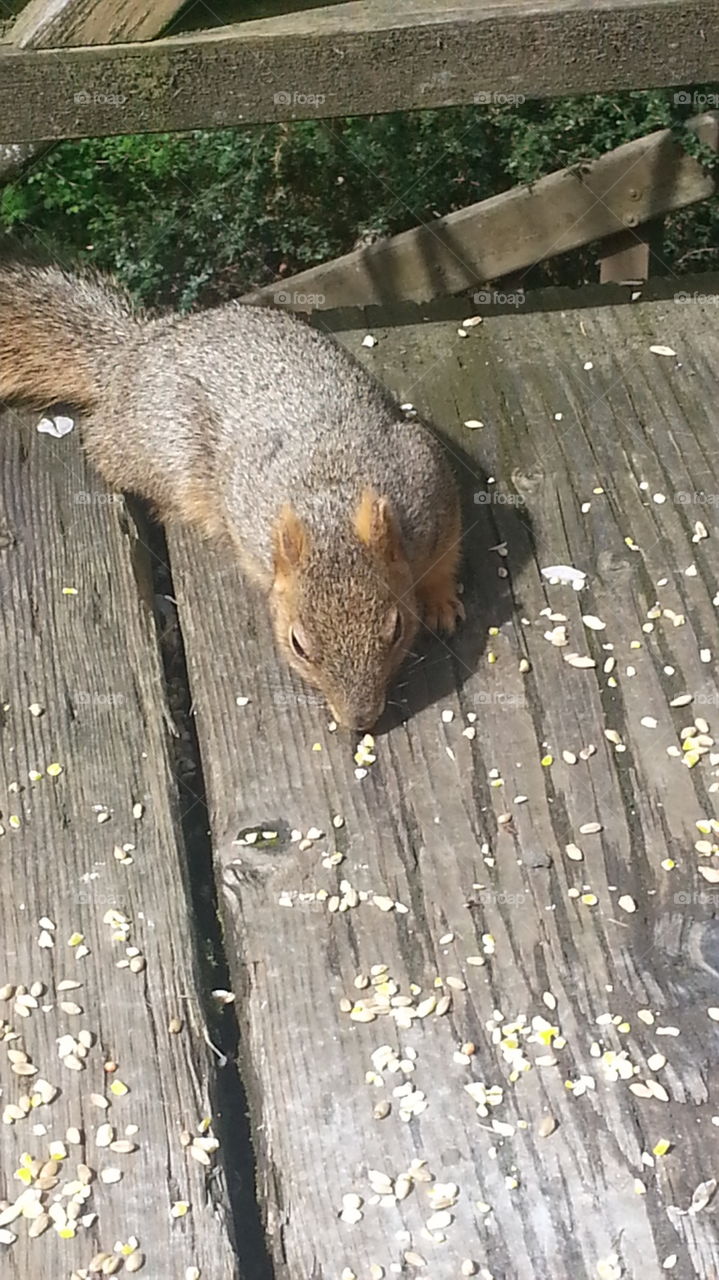 greetings Mr. squirrel