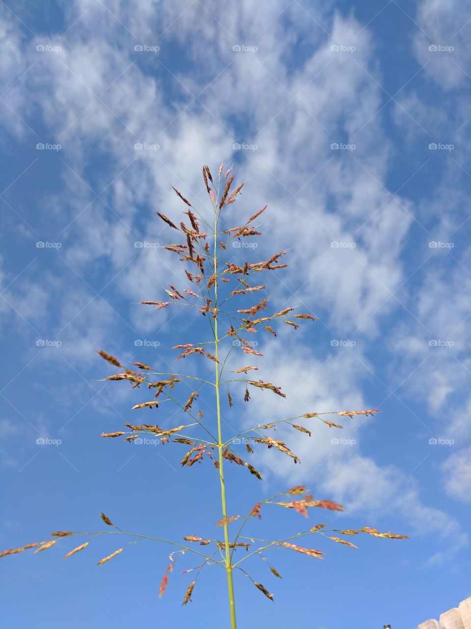 weed in the blue sky