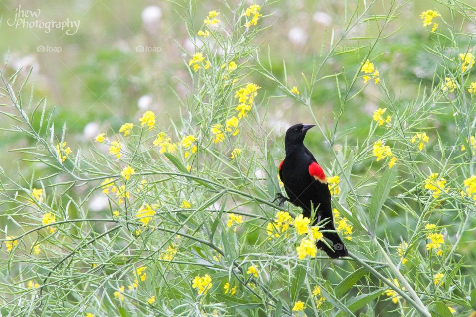Red-winged blackbird stop wild mustard