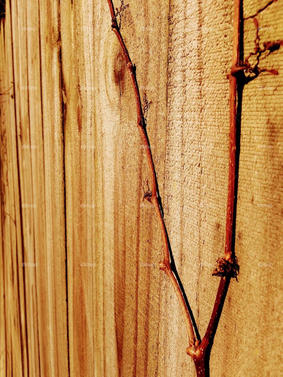 old vine on a fence